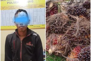 Ninja Sawit Ditangkap Satpam PTPN III di Kebun Sei Putih