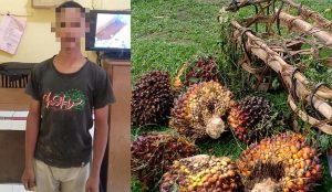 Curi 7 Janjang Sawit, Pelajar SMP Ini Berurusan dengan Polsek Galang Polresta Deli Serdang