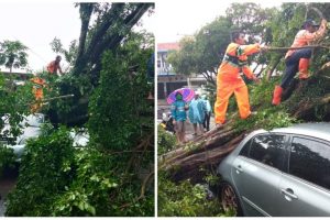 Pohon Mahoni Berukuran Besar Roboh di Perumas Simalingkar, Timpa Mobil dan Macetkan Jalan