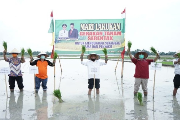 Bupati Asahan Laksanakan Gerak Tanam Serentak Padi