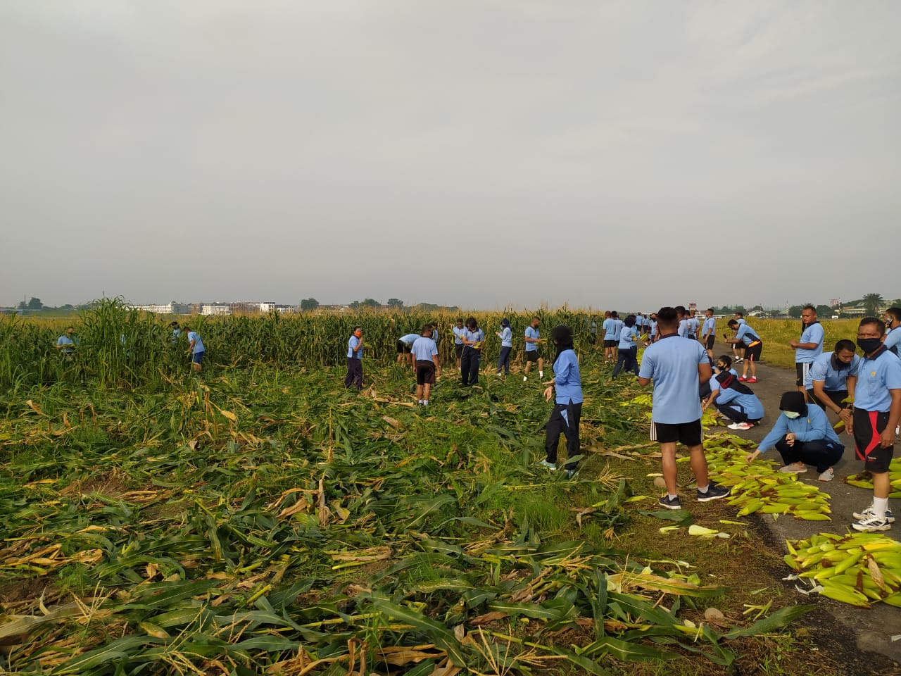 Jaga Ketahanan Pangan Ditengah Covid 19, Lanud Soewondo Panen Jagung