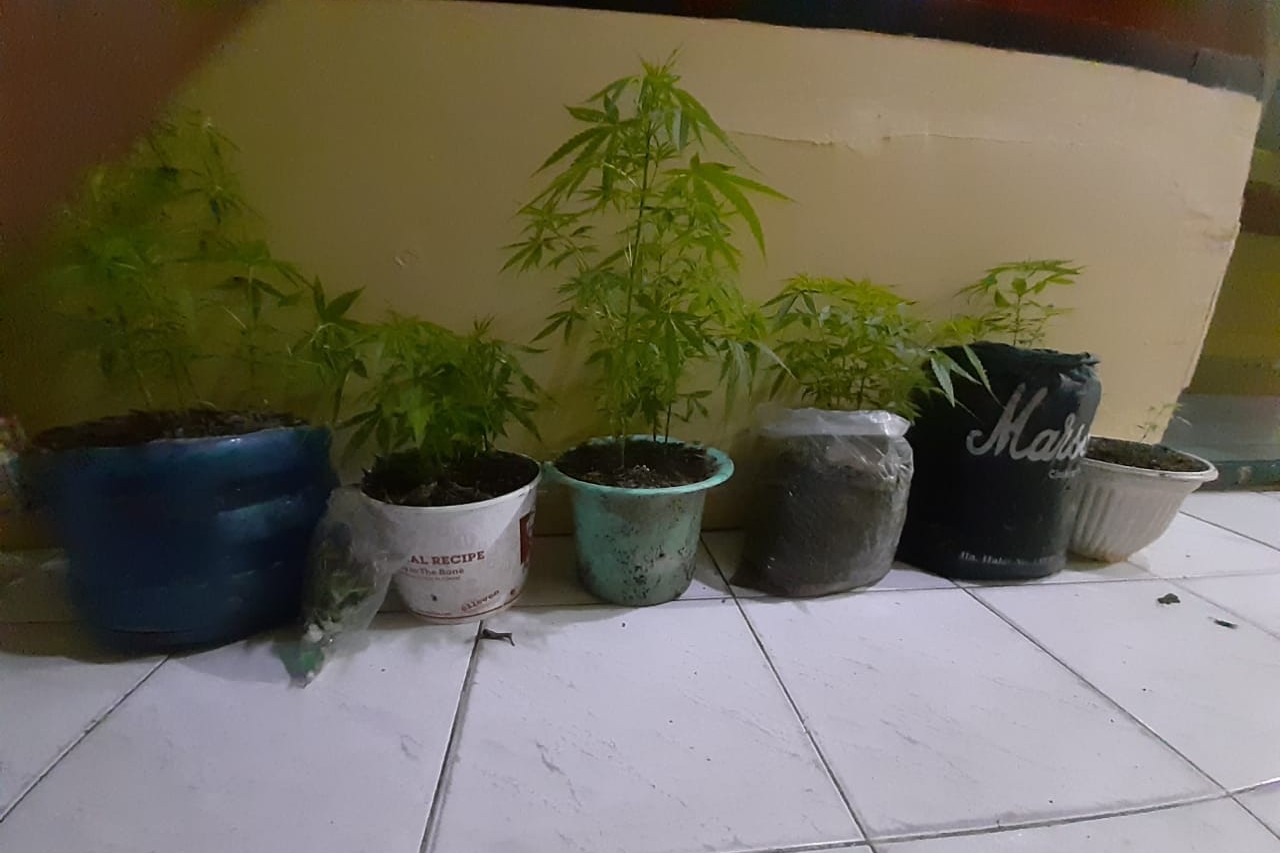 Tanam Ganja di Dalam Pot, Jukir Disergap di Rumahnya