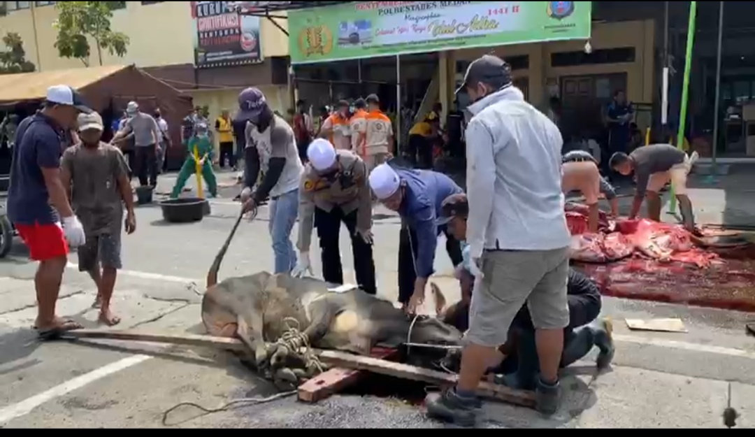 Polrestabes Medan Sembelih 23 Ekor Lembu dan 3 Ekor Kambing