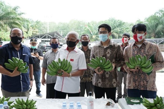 Laboratorium Kultur Jaringan Diharapkan Siap Memproduksi Bibit Pisang di Asahan