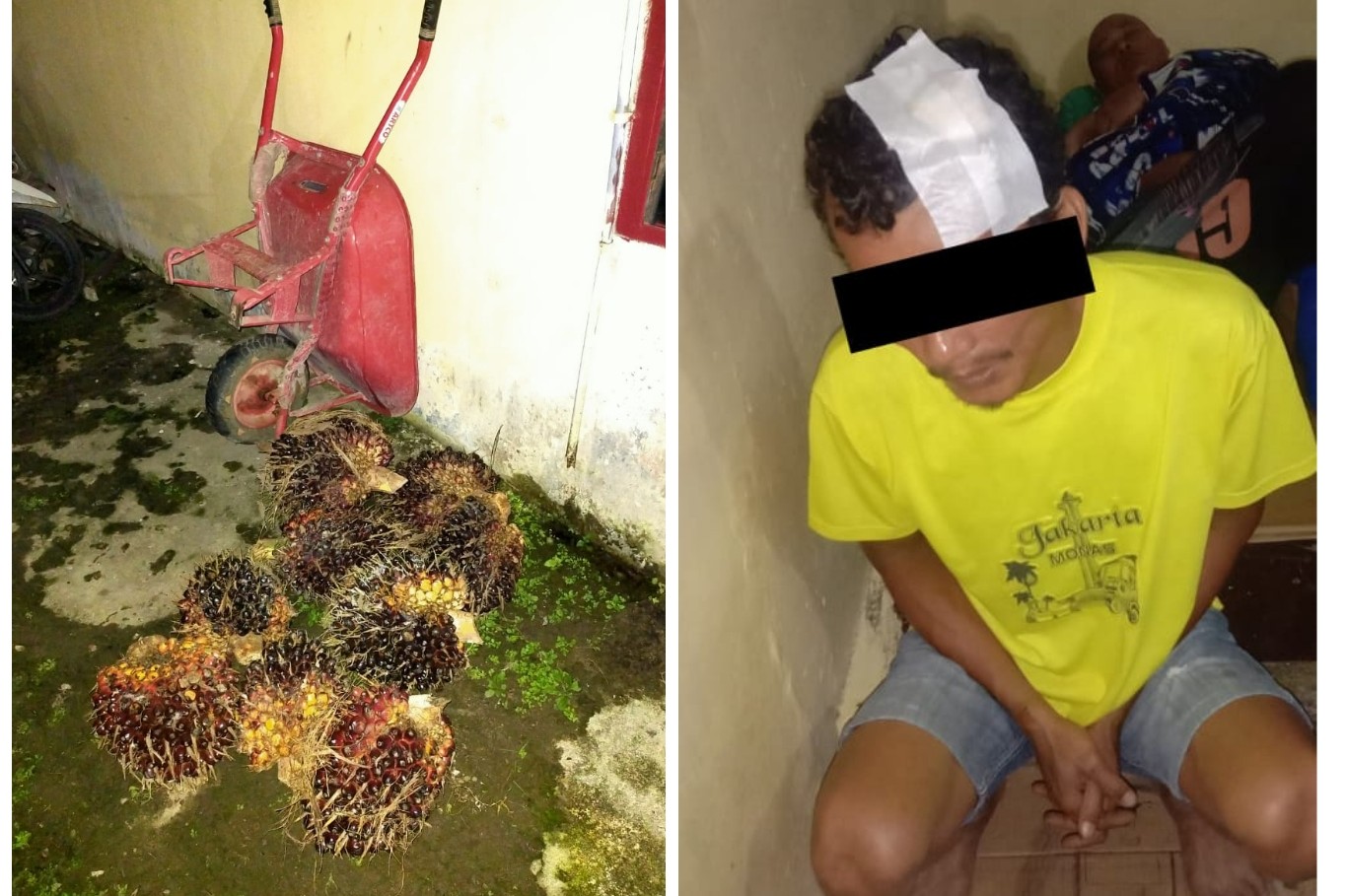 Kepala Diperban, Dijebloskan ke Penjara Gara-gara Curi Buah Sawit