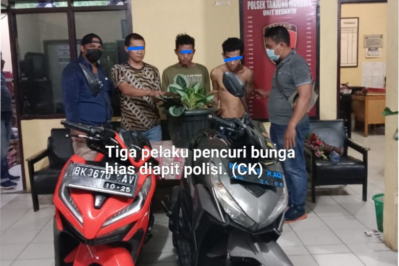 Tiga Pelaku Spesialis Pencuri Bunga Hias di Deli Serdang Diciduk Polisi