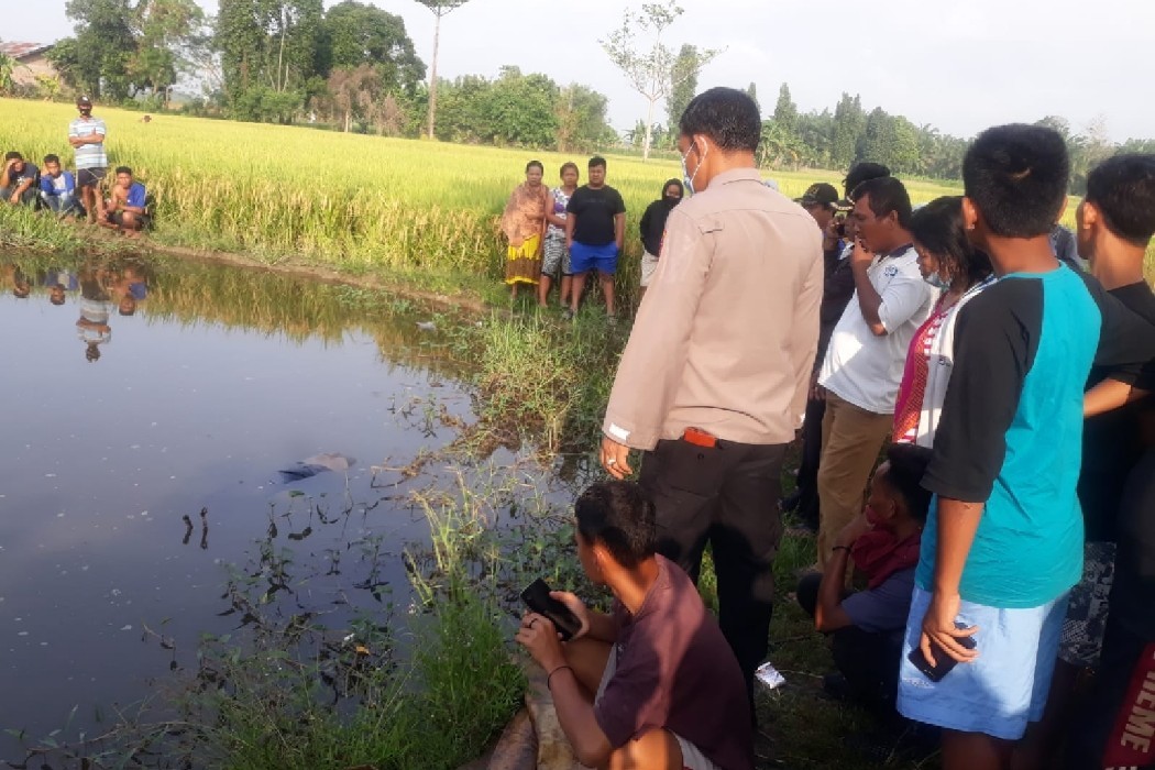 Gadis 20 Tahun Ditemukan Ngambang di Sawah Kecamatan Beringin