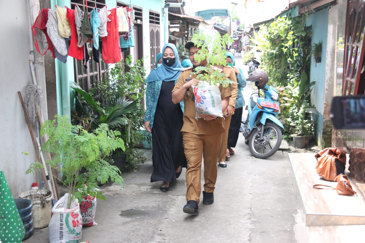 Cegah Stunting Pada Balita, Konsumsi Daun Kelor