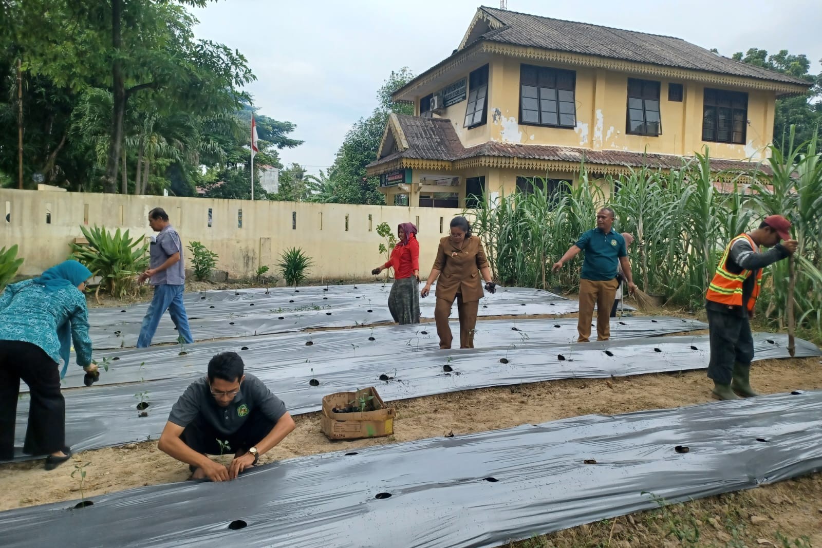 Pemanfaatan Lahan Tidur Membantu Ketahanan Pangan