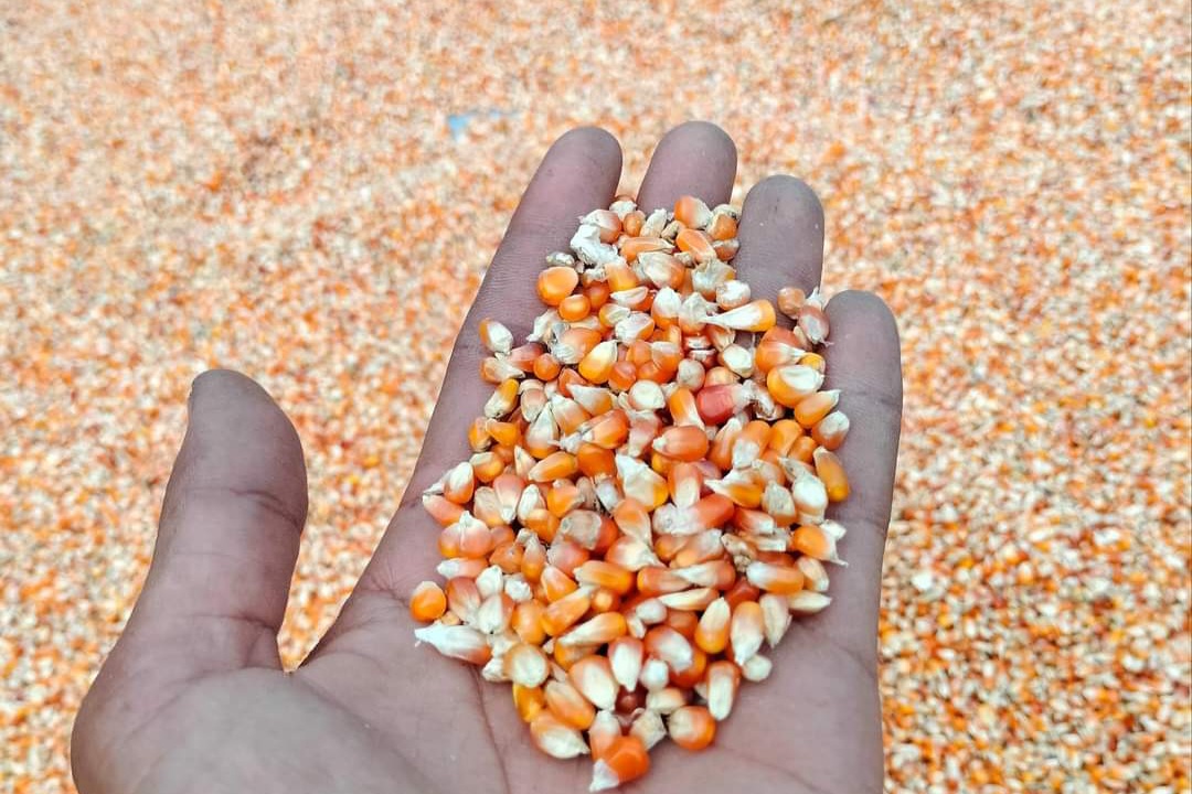 Harga Jagung Naik, Ancam Peternak Mandiri