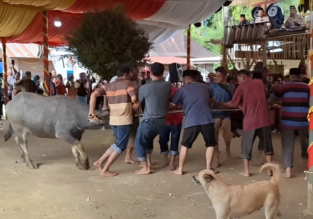 Mangalahat Horbo: Tradisi Ucapan Syukur Masyarakat Batak