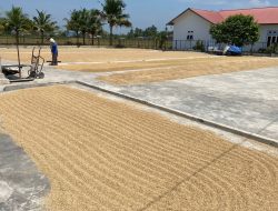 Daya Beli Petani Padi di Musim Panen Melemah, Harga Beras Berpeluang Turun