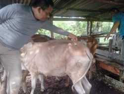Cegah Wabah PMK, Dinas Peternakan Paluta Vaksinasi Ternak Sapi dan Kerbau