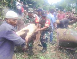 Pohon Besar Tumbang Tutup Akses Jalan Raya, Babinsa Kodim0212/Tapsel Gercep Lakukan Evakuasi