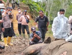 Gajah Jantan Mati di Perkebunan Sawit Dekat TNGL
