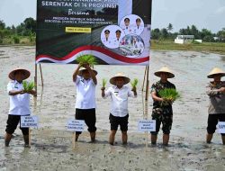 Tanam Serentak, Panen Harapan! Sumut Komit Dukung Swasembada Pangan Lewat Gerakan Menanam Padi
