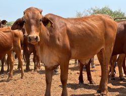 Tren Konsumsi Daging Sapi di Sumut Turun