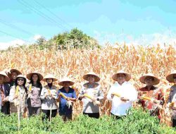 Kapolda Sumut Panen Jagung Bareng Bupati Samosir, Dorong Swasembada Pangan Menuju Indonesia Emas