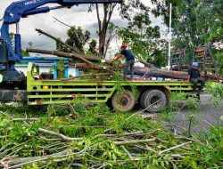 Angin Kencang Tumbangkan Pohon di Depan Kantor Dishub Sumut, Tiga Mobil Tertimpa