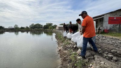 Benih Tilapia untuk Harapan Baru: LPPM Unimed Perkuat Ketahanan Sosio-ekonomi Petambak di Percut