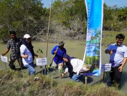 Penanaman Mangrove: Komitmen Pelindo Menjaga Kelestarian Lingkungan Pesisir