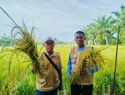 Komitmen Dukung Ketahanan Pangan Nasional, PMP Panen Padi di Lahan Binaan di Langkat
