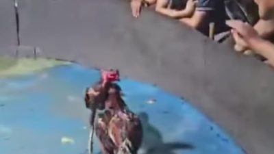 Lapak Judi Sabung Ayam di Gg Sejati Ladang Bambu Kian Ramai, Warga Desak Polisi Bertindak