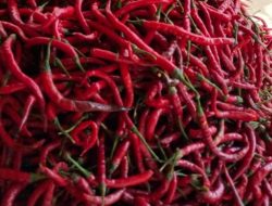 Harga Cabai di Karo Bikin Pedas Dompet, Sentra Produksi Malah Paling Mahal!