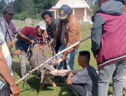 Warga Parbaba Dolok Gelar Tradisi Martua Momo, Doa Bersama Minta Hujan dan Berkah Panen