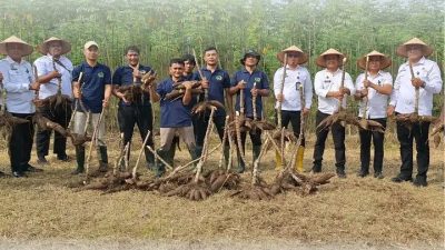 Rutan Kelas I Labuhan Deli Gelar Kegiatan Panen Raya Singkong