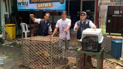 Empat Satwa Liar Dievakuasi ke WRU, Upaya Penyelamatan BBKSDA Jatim Tuai Perhatian