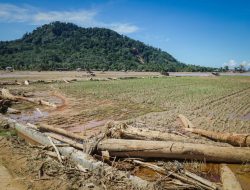 Kementan Segera Pulihkan Lahan Pertanian Terdampak Bencana di Sumut