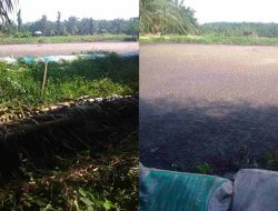 Limbah Kelapa Sawit Diduga Cemari Kolam, Warga Desa PR ADB Besitang Resah