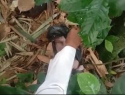 Geger! Bayi Baru Lahir Ditemukan Masih Hidup di Kebun Parungkuda, Ari-Ari Masih Menempel