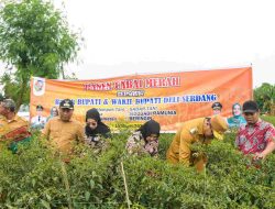 Harga Cabai Anjlok, Pemkab Deli Serdang Siap Borong Hasil Panen Petani!