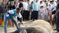 Shalat Idul Adha di Binjai, Bobby Nasution: Pemprov Sumut Salurkan 167 Hewan Kurban