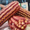 Jagung Merah Asal Dairi Varietas yang Terancam Hilang, Hadir di PRSU 2026