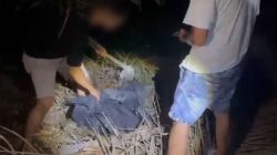 Polisi Bongkar 7 Kg Sabu yang Dikubur di Tanah Kebun Sawit Bengkalis, Tiga Pengedar Dibekuk