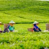 Teh PalmCo Borong 14 Penghargaan di National Tea Competition 2026