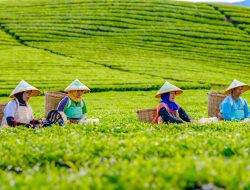 Teh PalmCo Borong 14 Penghargaan di National Tea Competition 2026