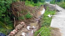 Saluran Irigasi BI6-BGM Amblas, Sawah Baru Ditanam Terancam Kekurangan Air